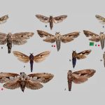 Collection of moth specimens labeled AJ arranged on a gray background with a 20 mm scale bar and green tag red dots mark specimens