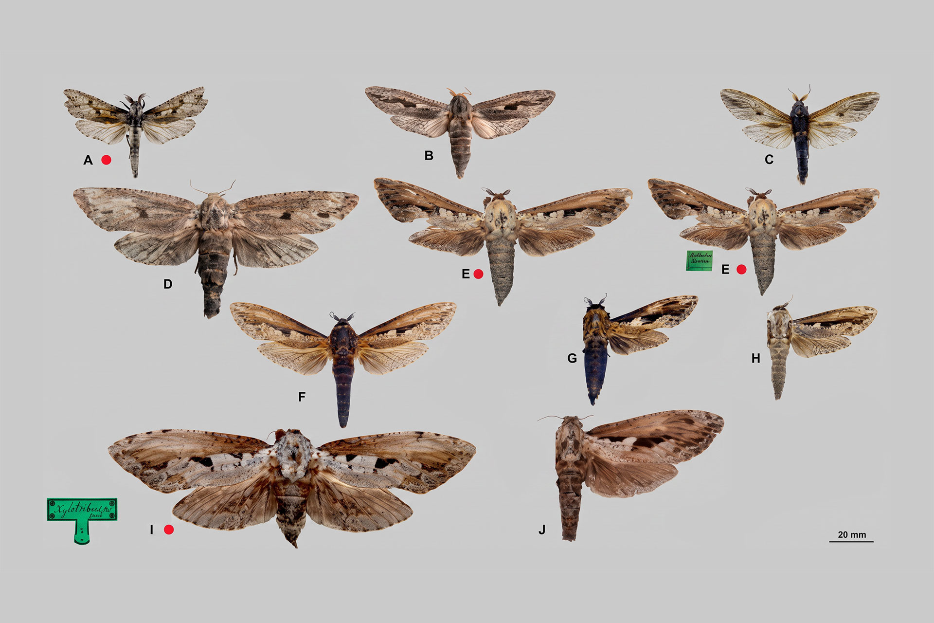 Collection of moth specimens labeled A–J arranged on a gray background with a 20 mm scale bar and green tag; red dots mark specimens.