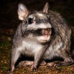 Close up of a gray chinchilla with large dark eyes and pink nose on a leaf strewn ground facing the camera at night