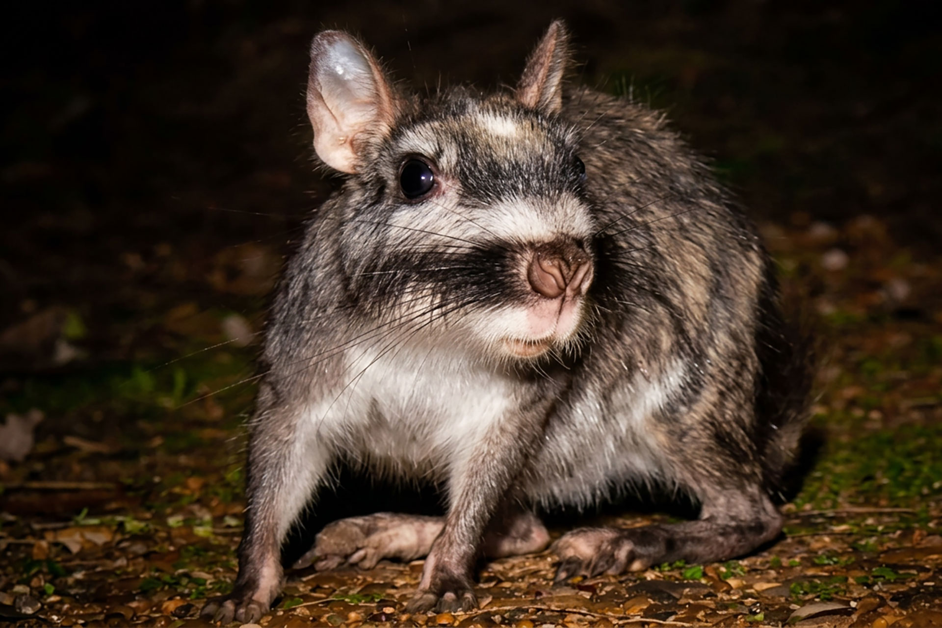 Close-up of a gray chinchilla with large dark eyes and pink nose on a leaf-strewn ground, facing the camera at night.