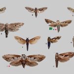 Panel of multiple moth specimens labeled AJ arranged on a gray background with a 20 mm scale in the corner