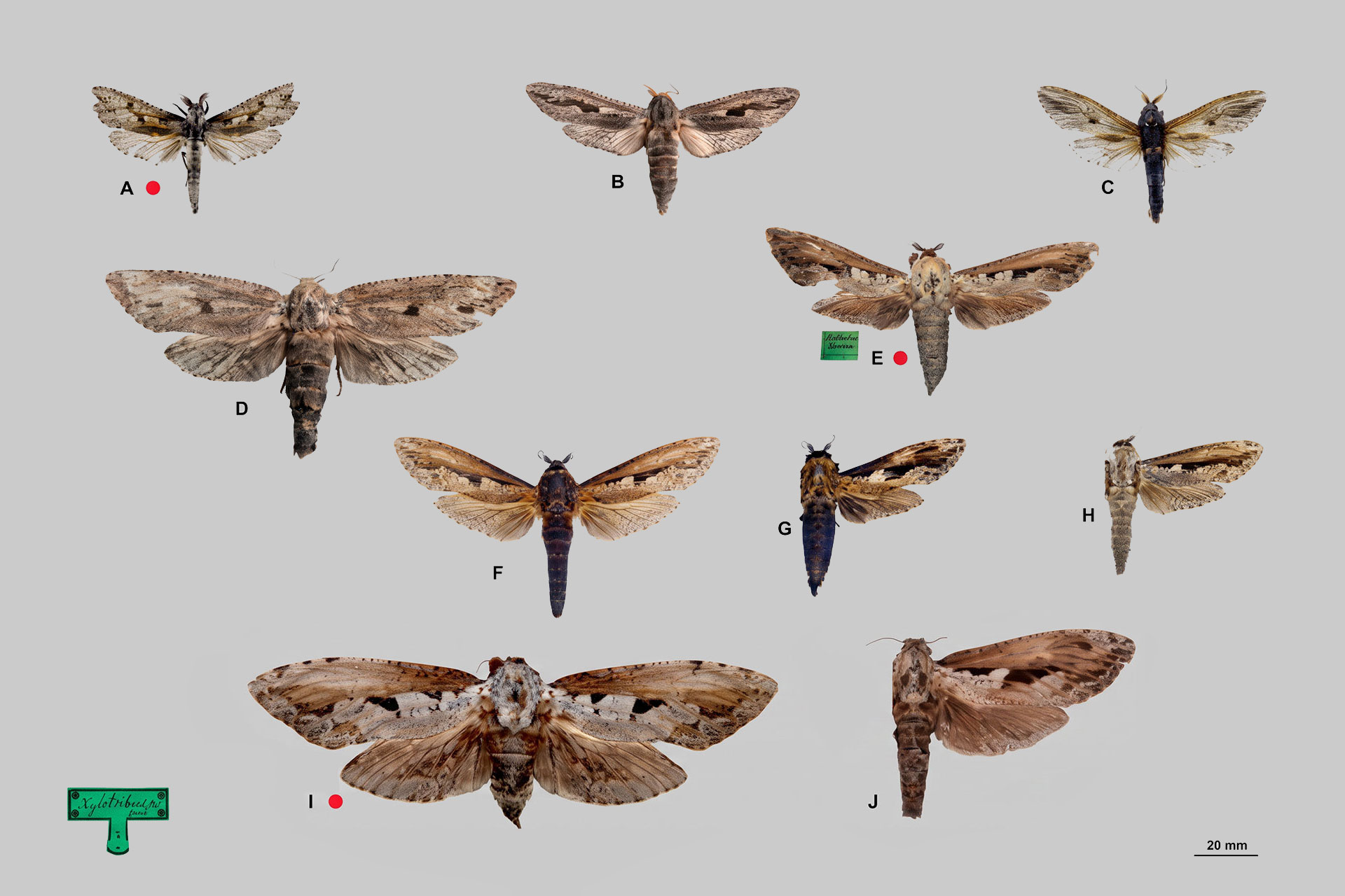 Panel of multiple moth specimens labeled A–J arranged on a gray background with a 20 mm scale in the corner.