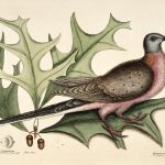 Colorful illustration of a pink chested bird with a gray head perched among large spiky green leaves on a beige background