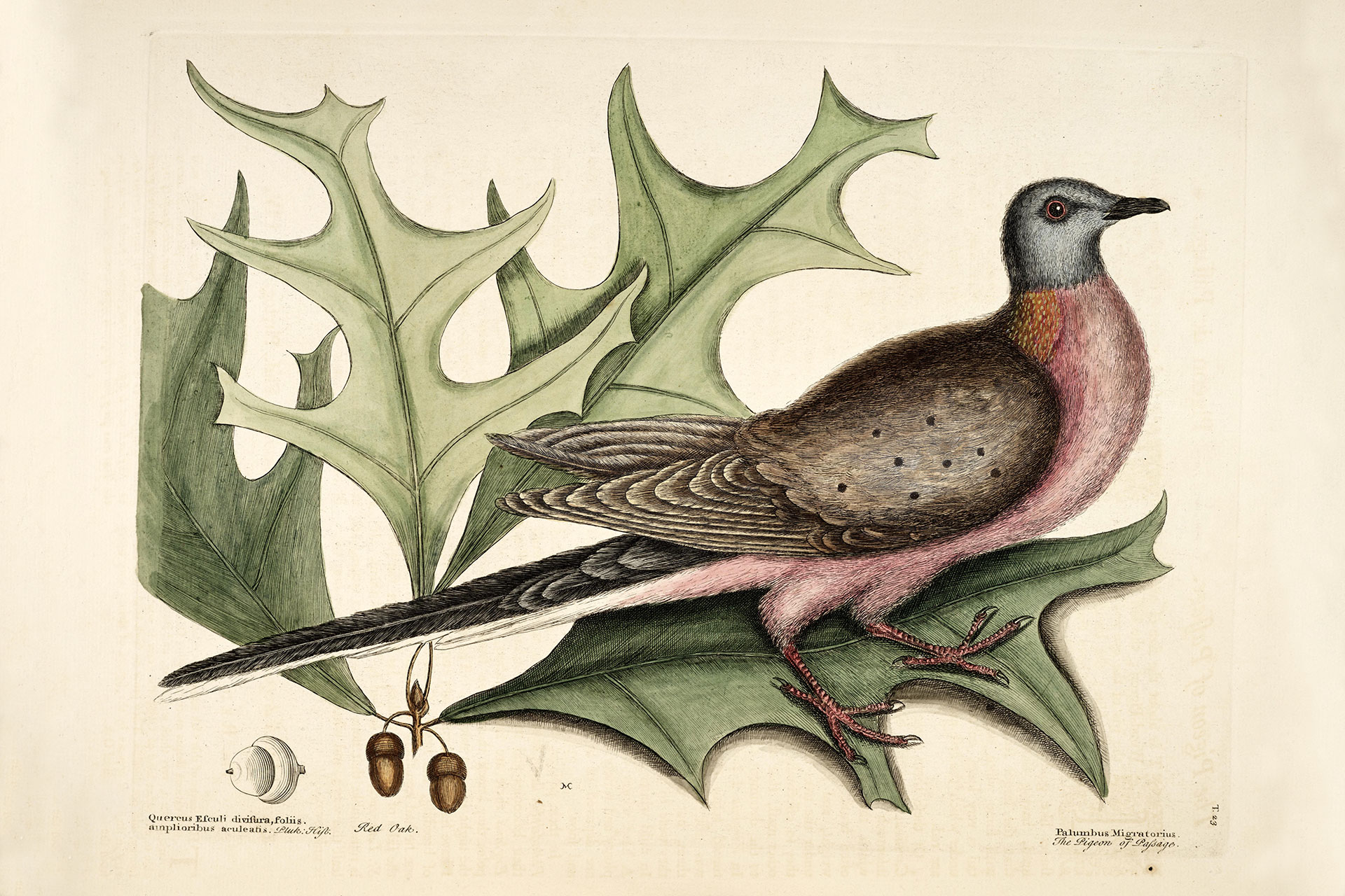 Colorful illustration of a pink-chested bird with a gray head perched among large, spiky green leaves on a beige background.