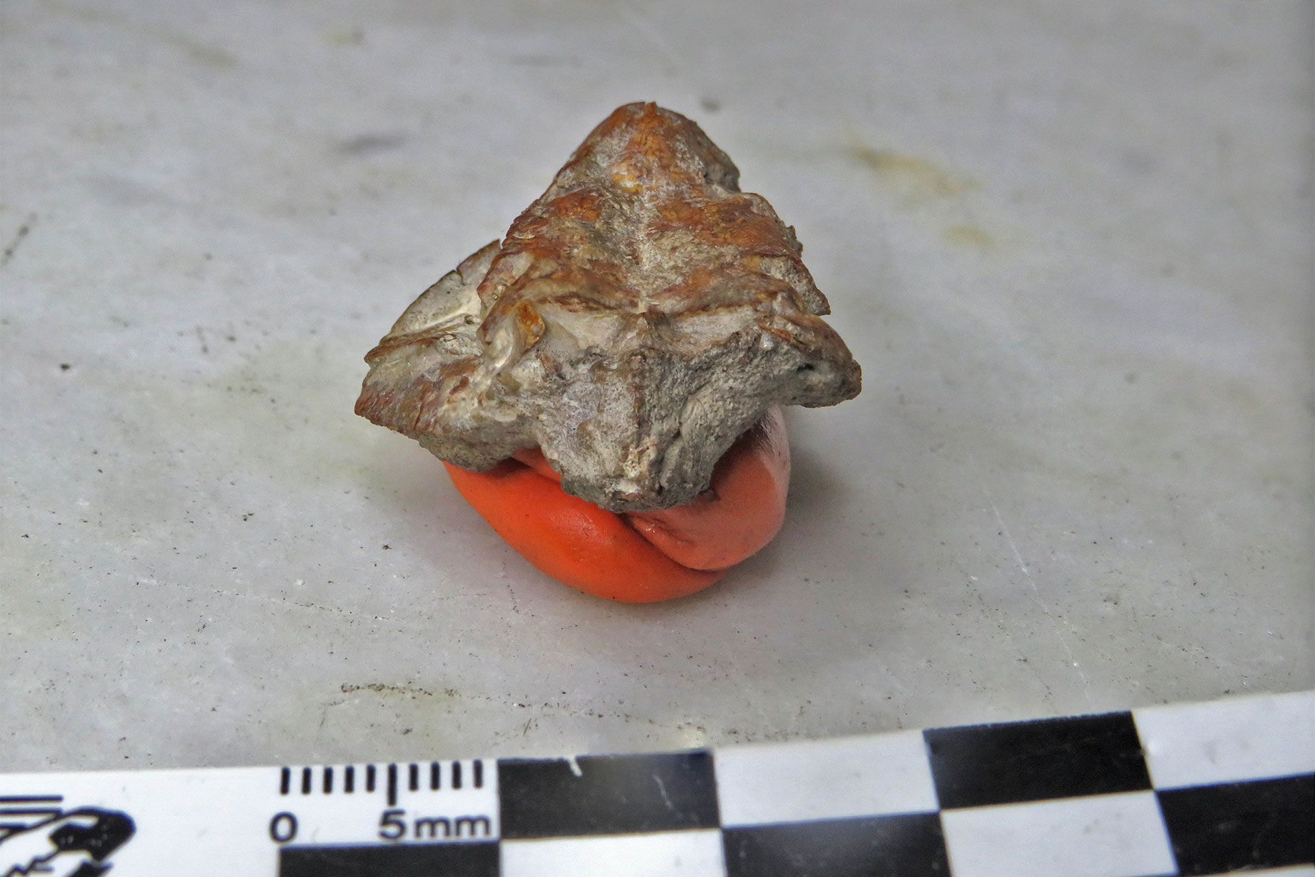 Rough mineral rock sample held on an orange glove with a millimeter scale nearby, showing a gray rock with reddish-brown patches.