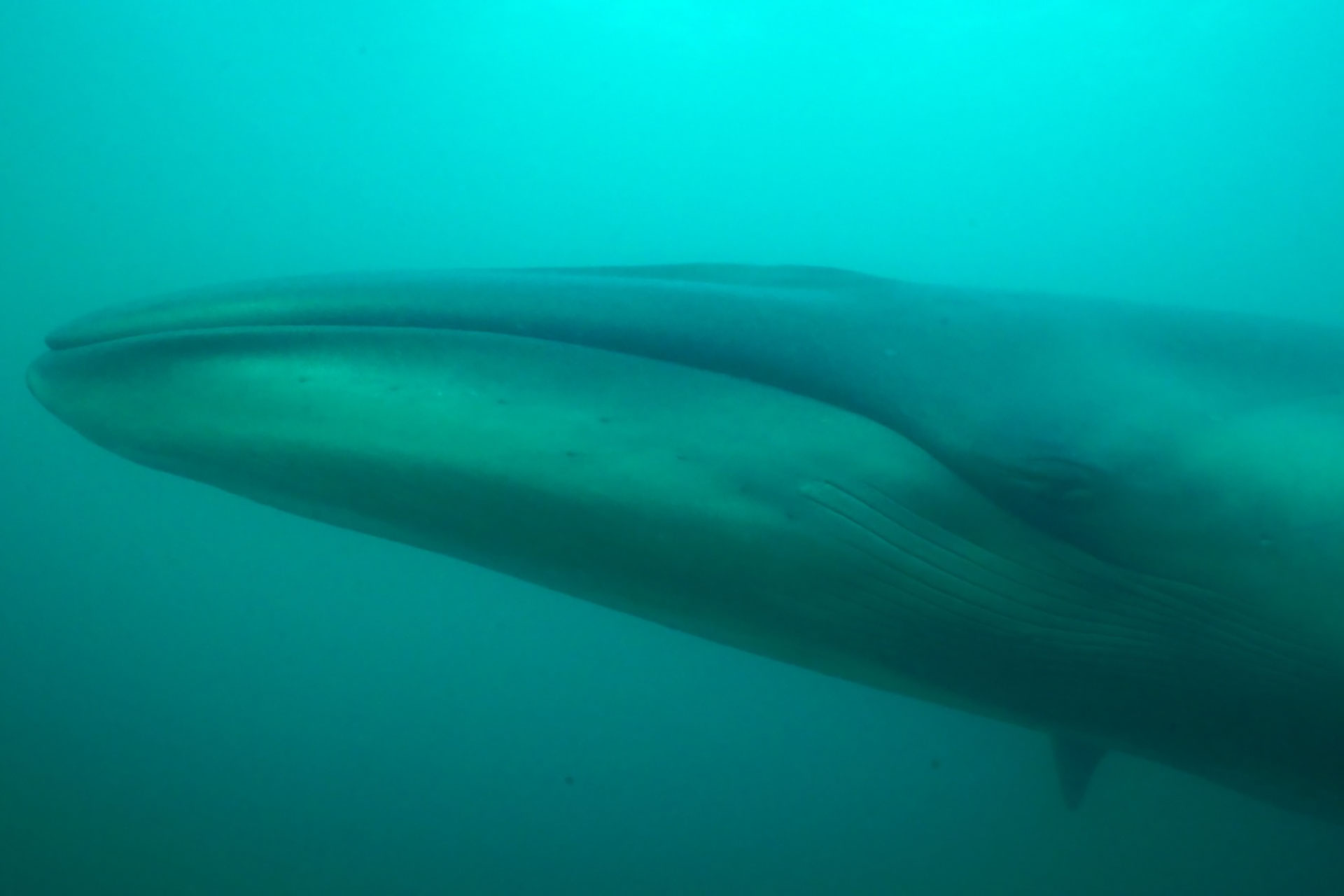 Two dolphins swimming side by side underwater in turquoise water, sunlight filtering through.