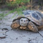 Tortoise resting on cracked dry ground with leafy branches overhead
