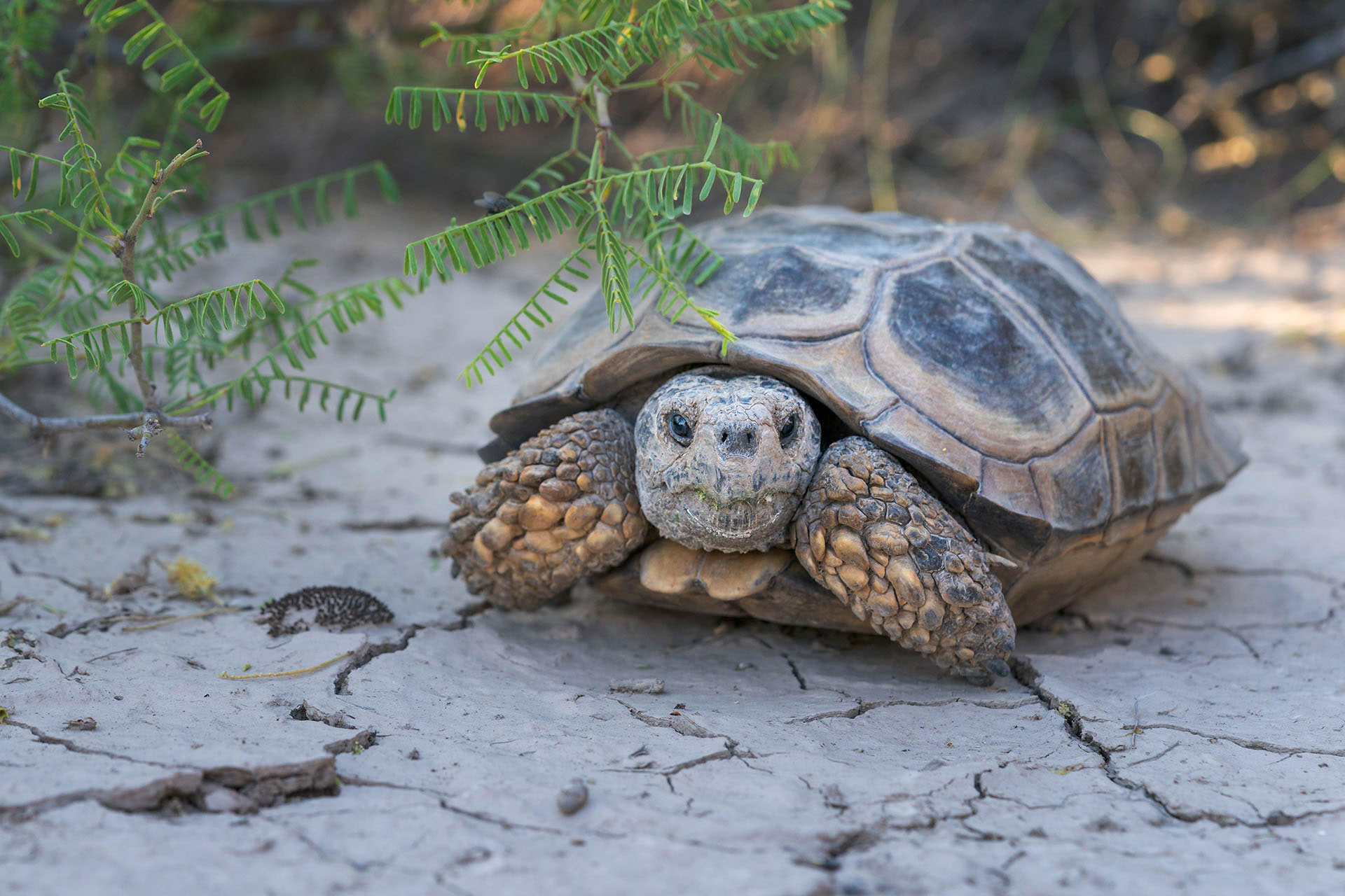 Tortoise resting on cracked dry ground with leafy branches overhead.