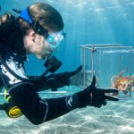 Diver in a wetsuit reaches toward a glass tank containing an octopus underwater