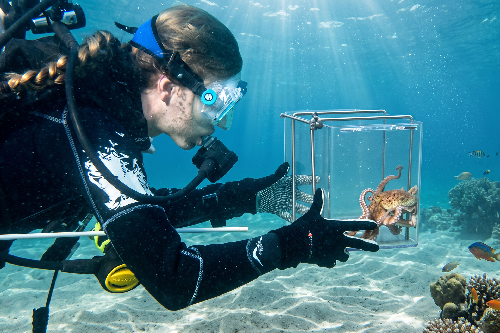 Diver in a wetsuit reaches toward a glass tank containing an octopus underwater.