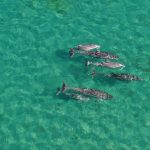 Aerial view of several dolphins swimming together in clear turquoise water