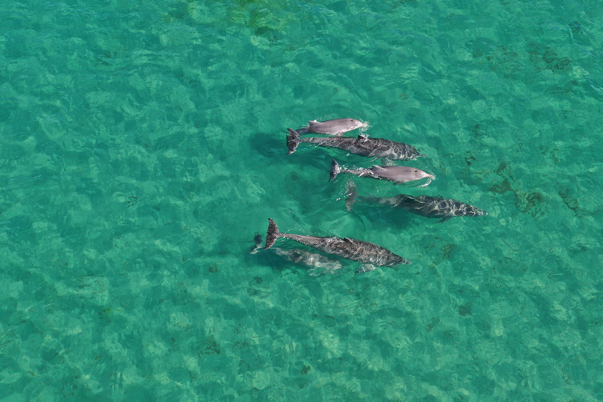 Aerial view of several dolphins swimming together in clear turquoise water.