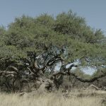 Large sprawling acacia like tree with a thick gnarled trunk in a dry savannah brown grasses in the foreground under a blue sky