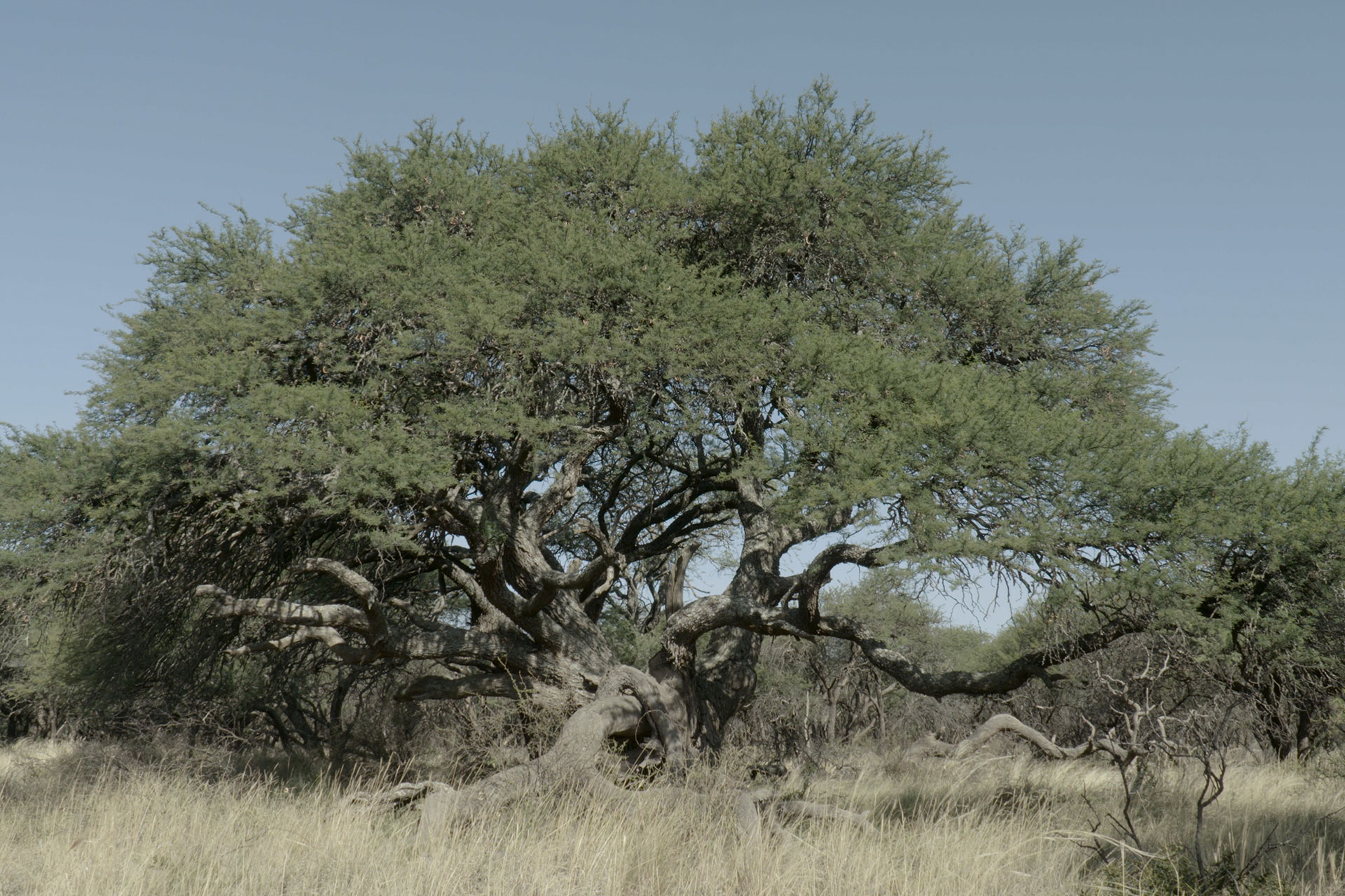 Large, sprawling acacia-like tree with a thick, gnarled trunk in a dry savannah, brown grasses in the foreground under a blue sky.
