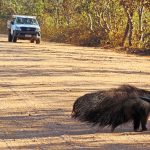 Dusty dirt road lined with trees a white pickup truck drives in the distance with a large dark animal in the foreground