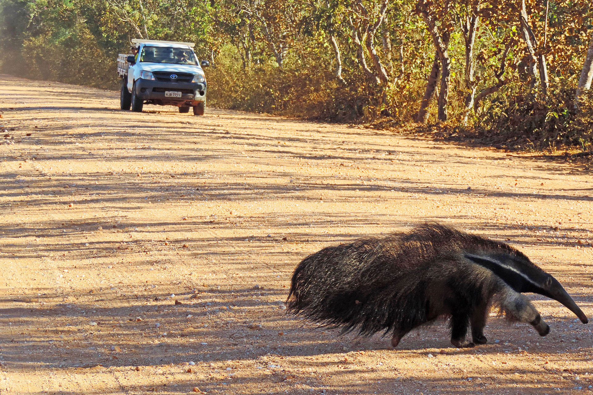 Dusty dirt road lined with trees; a white pickup truck drives in the distance, with a large dark animal in the foreground.
