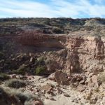 Qué coníferas sobrevivieron a la extinción de dinosaurios