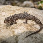 Leopard gecko resting on sunlit rock with a mottled gray brown pattern