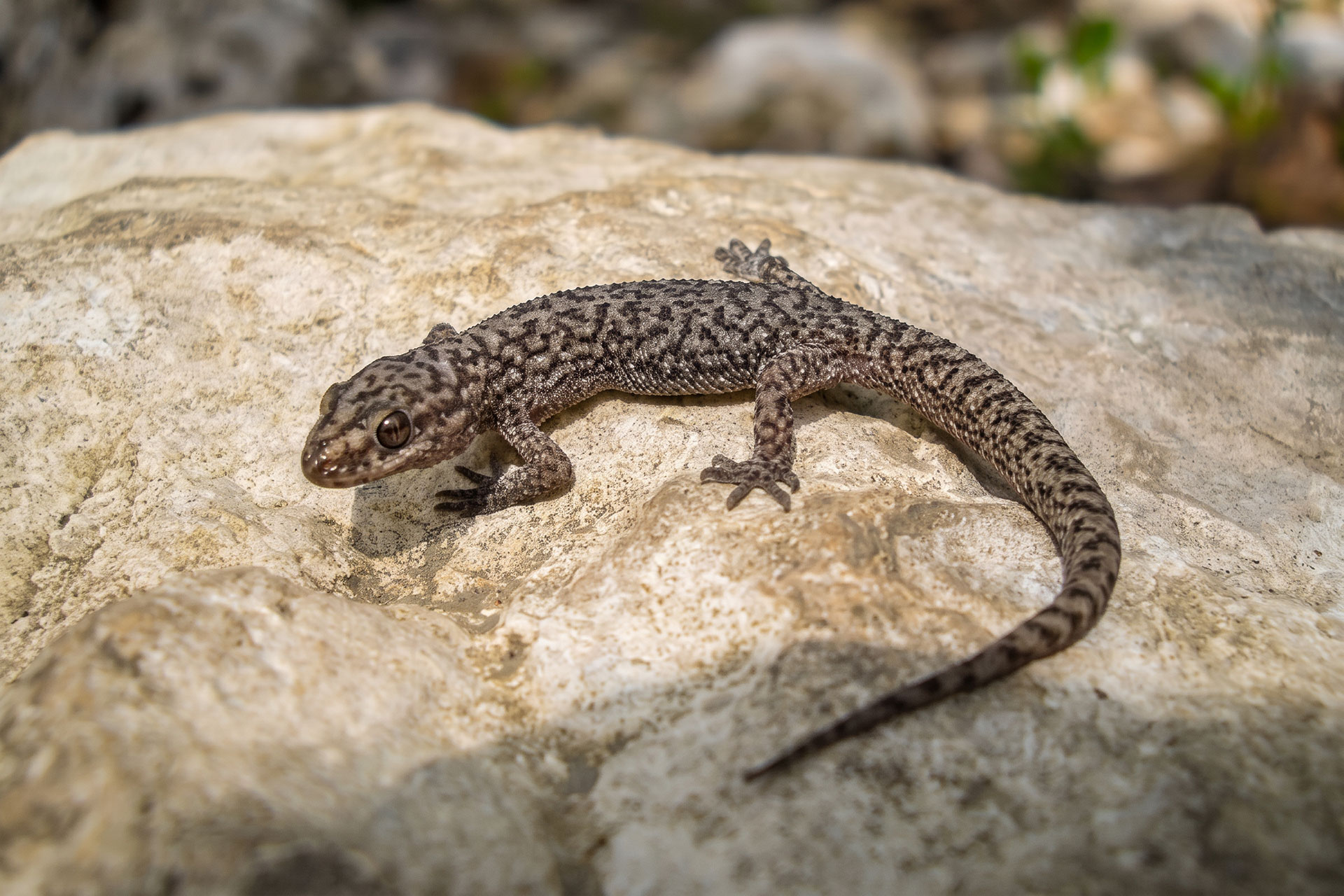 Leopard gecko resting on sunlit rock with a mottled gray-brown pattern.