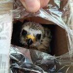 Cómo detectar el tráfico ilegal de fauna en aeropuertos