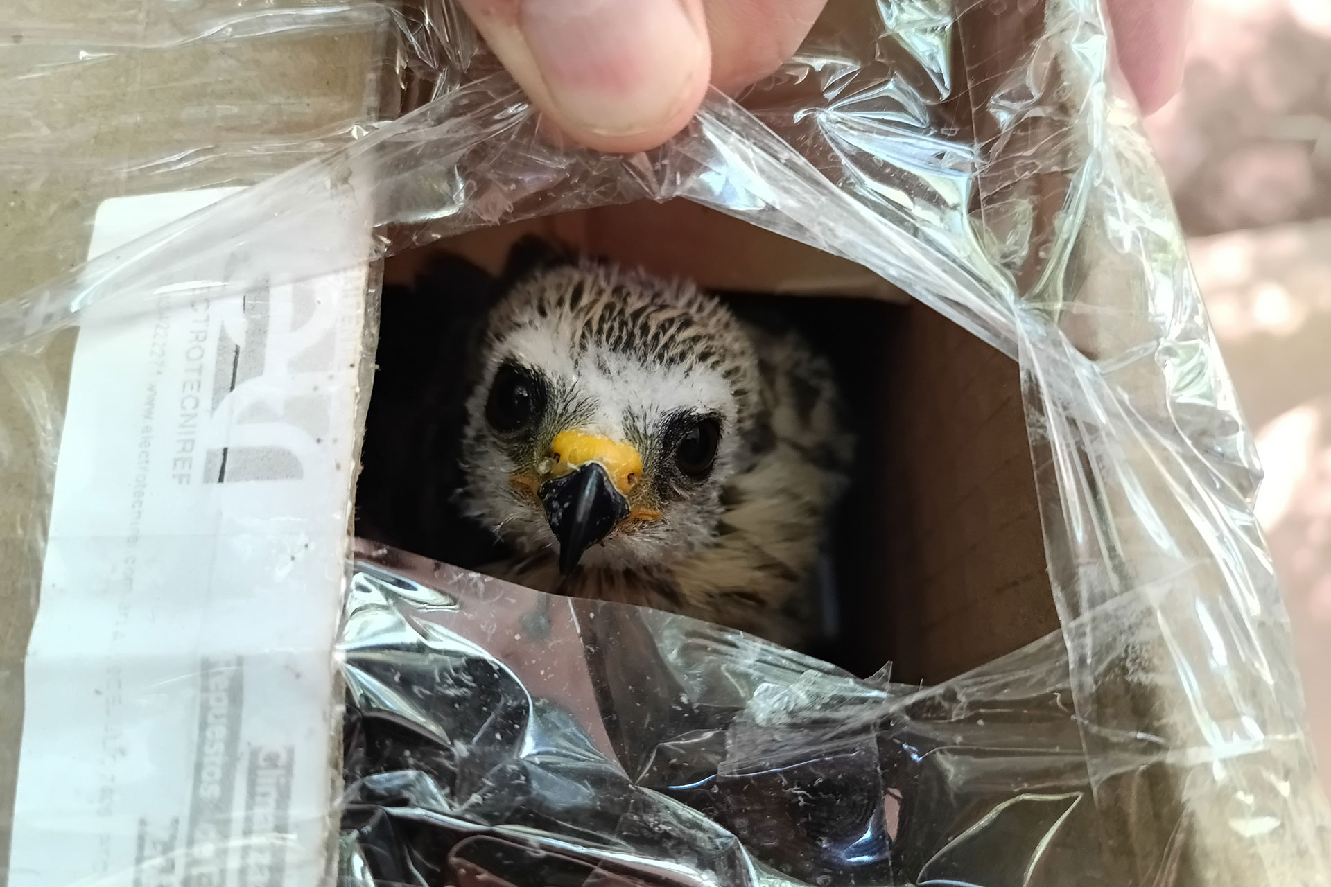Cómo detectar el tráfico ilegal de fauna en aeropuertos