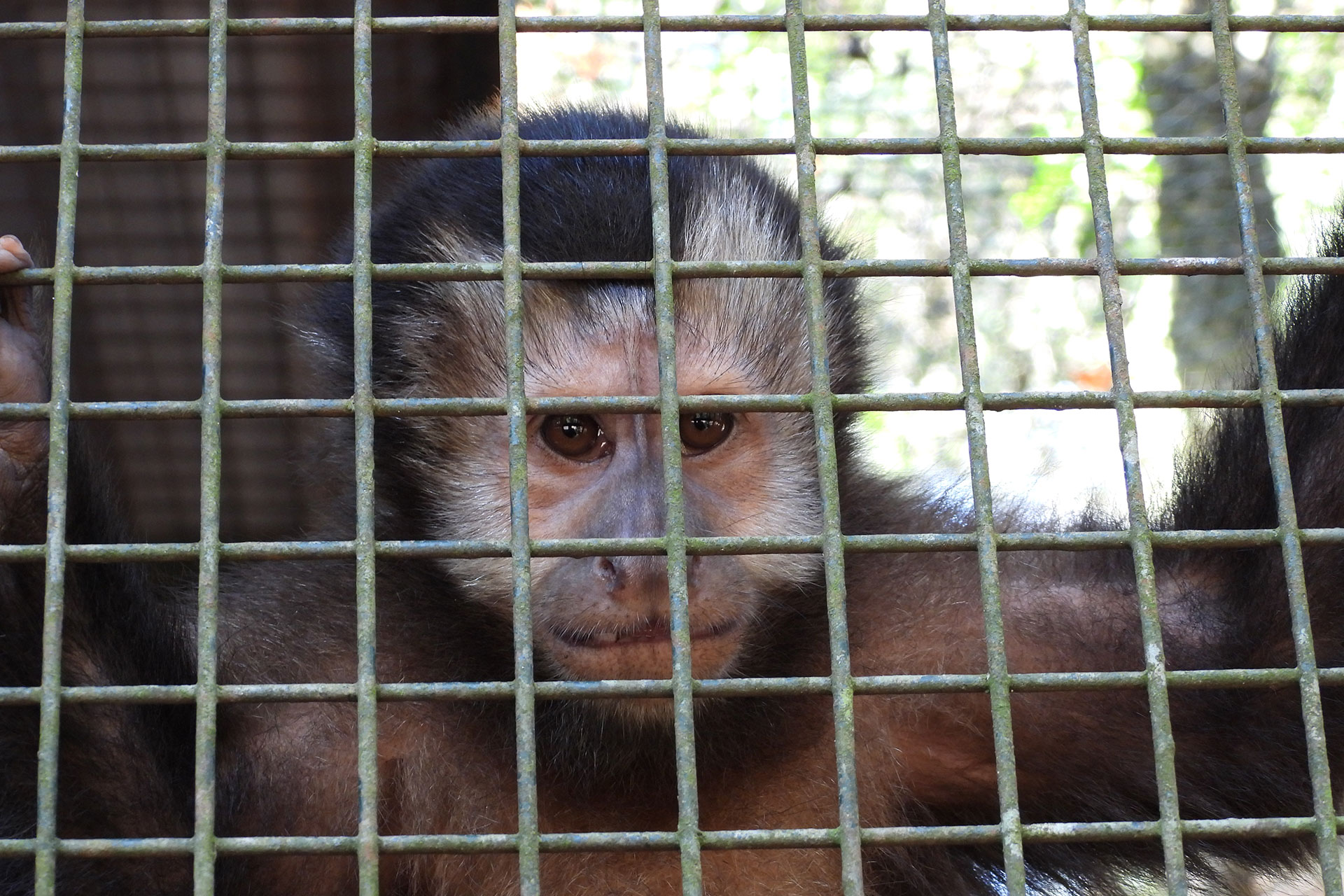 Cómo detectar el tráfico ilegal de fauna en aeropuertos UMAI Cómo detectar el tráfico ilegal de fauna en aeropuertos